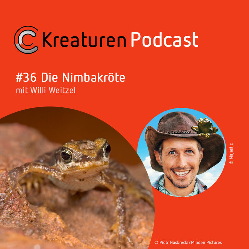 Kreaturen Podcast #36 Die Nimbakröte