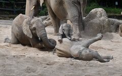 Afrikanische Elefanten im Grünen Zoo Wuppertal