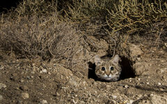 Black-footed Cat (Felis nigripes) male emerging from den at night, Benfontein Nature Reserve, South Africa