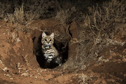 Black-footed Cat (Felis nigripes) male emerging from den at night, Benfontein Nature Reserve, South Africa