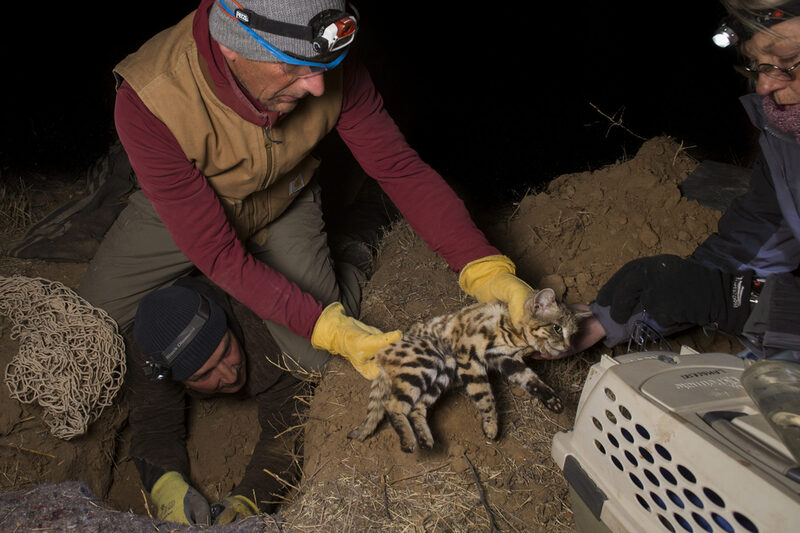 Black-footed Cat (Felis nigripes) veterinarian, Arne Lawrenz, transferring sedated male to carrier with veterinarian, Birget Eggers, for collaring after biologist, Alex Sliwa, dug him out, Benfontein Nature Reserve, South Africa