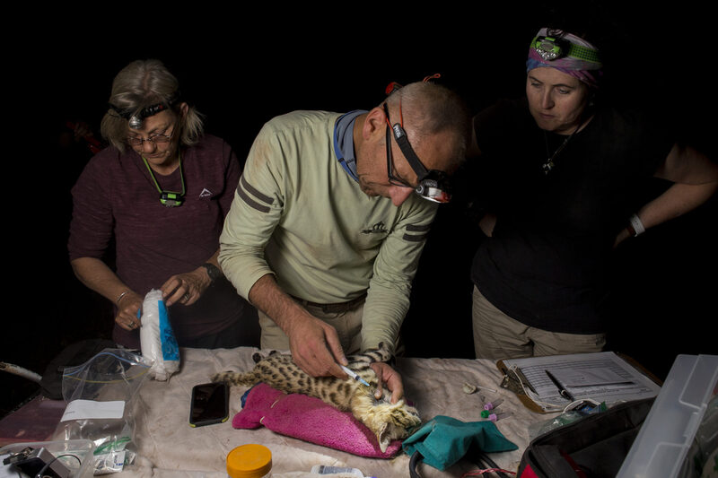 Black-footed Cat (Felis nigripes) veterinarian, Arne Lawrenz, drawing blood during collaring, with veterinarian, Birgit Eggers, and biologist, Beryl Wilson, Benfontein Nature Reserve, South Africa