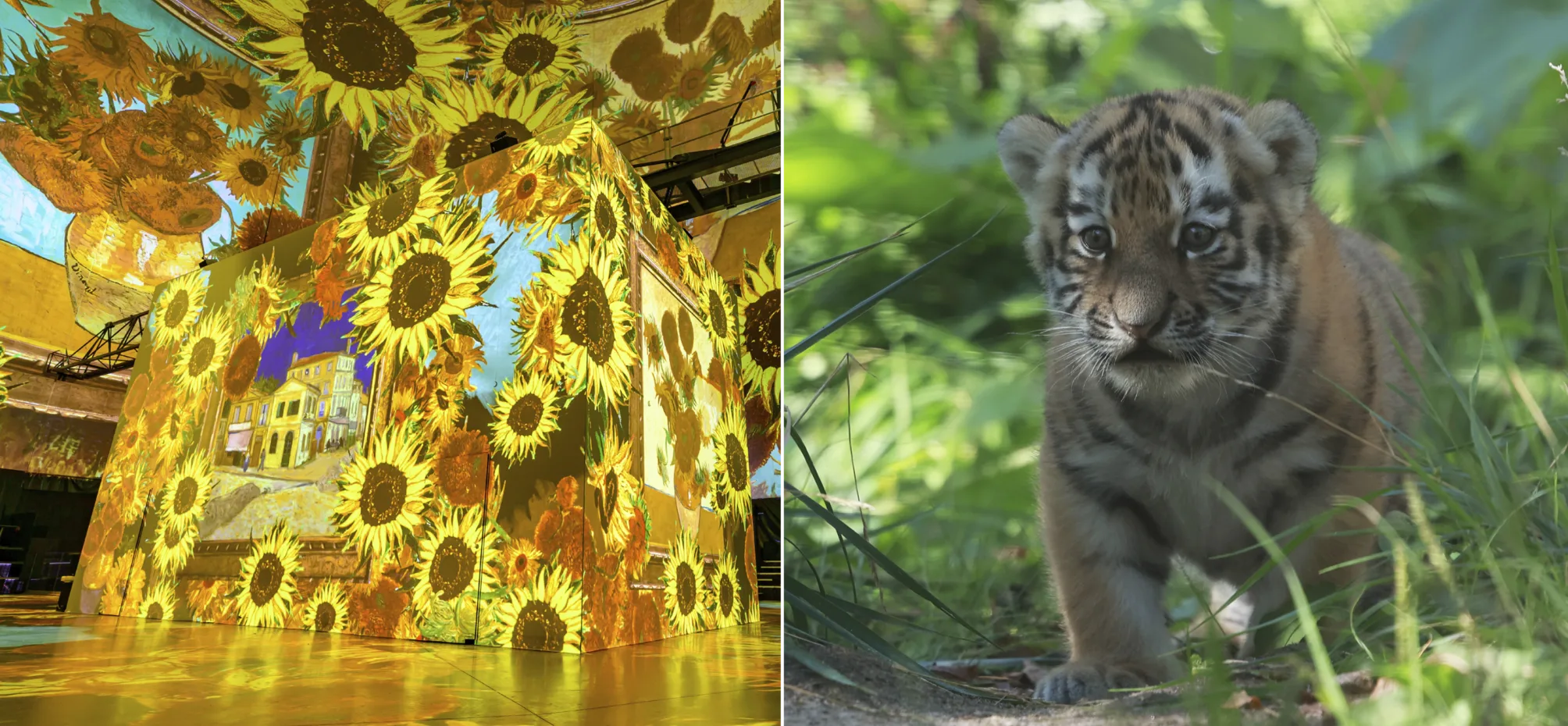 Visiodrom Wuppertal und Tiger Jungtier im Zoo Wuppertal