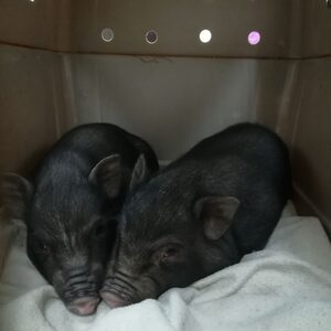 Mini-Schweine nach der Kastration