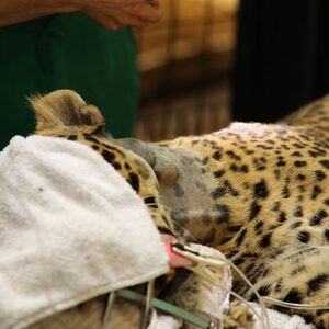 Leopard in Narkose
