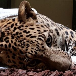 Leopard wacht auf