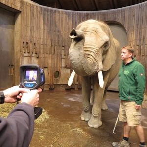 Aufnahme mit Wärmebildkamera beim Elefanten