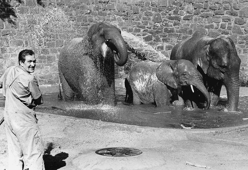Elefanten im Badebecken