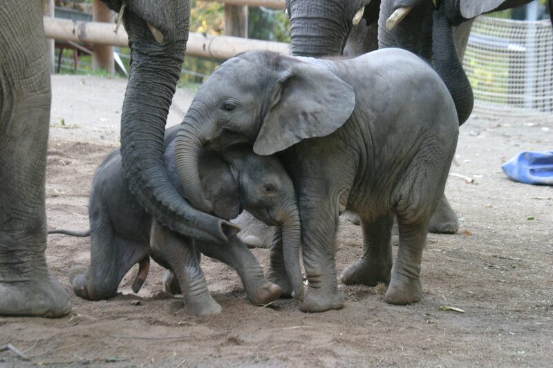 Jungtiere Elefanten