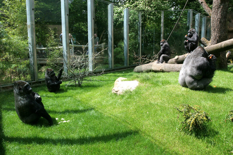 Außenanlage Gorillas