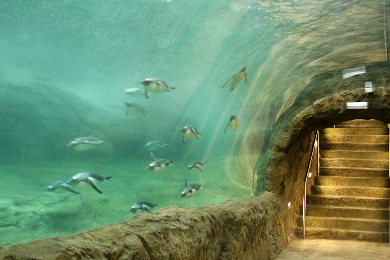 Acrylglastunnel Pinguinanlage