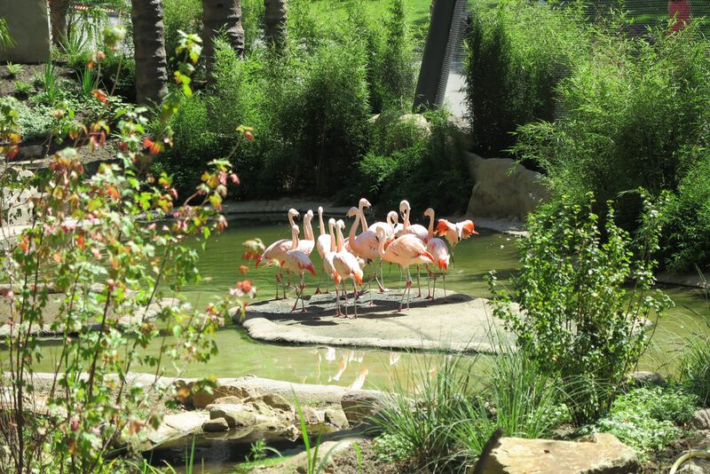 Chile-Flamingos in Aralandia