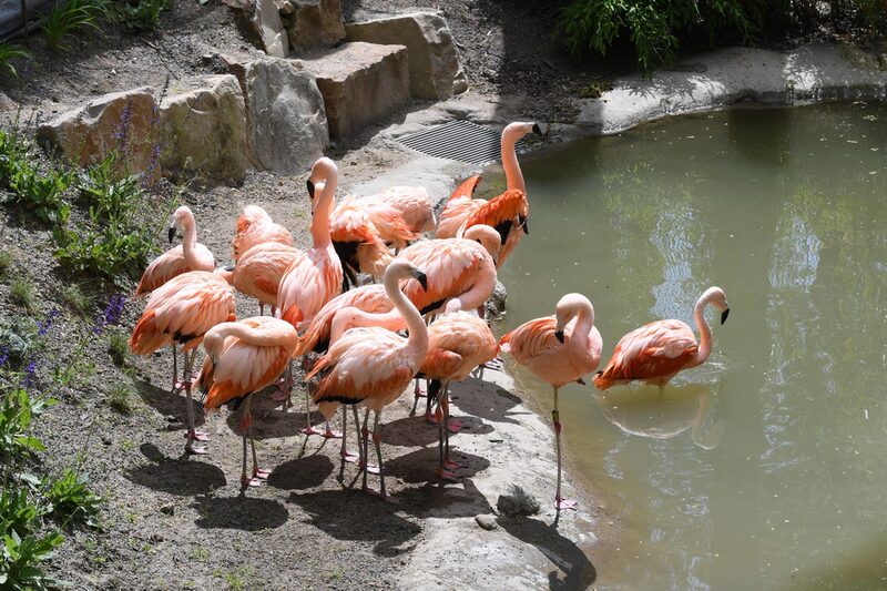 Chile Flamingos im Grünen Zoo Wuppertal - ARALANDIA