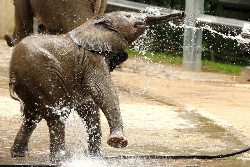 Elefant mit Wasserstrahl