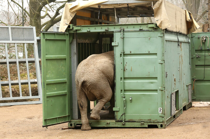 Elefant geht in Container