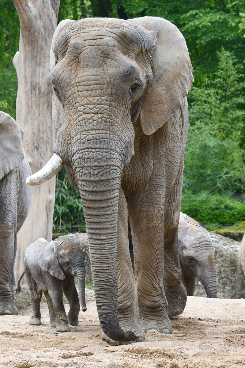 Elefantenbulle Tusker mit Gus im Grünen Zoo Wuppertal
