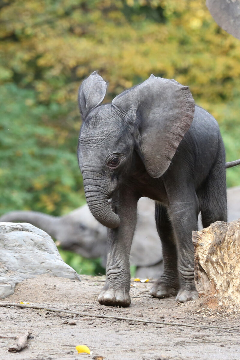 Elefantenkalb Mali im Grünen Zoo Wuppertal