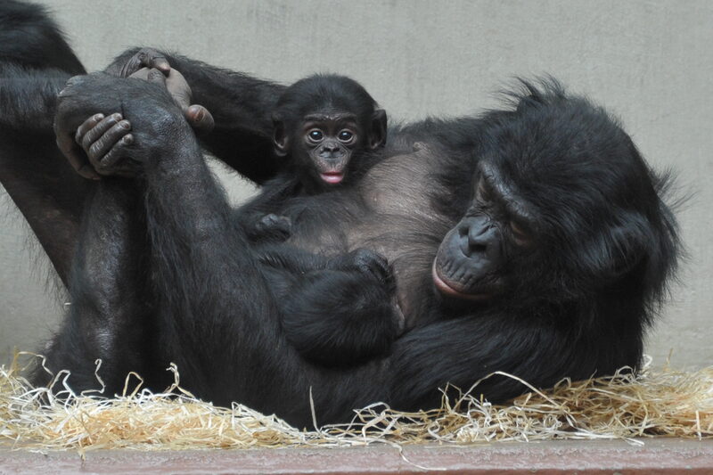 Bonobo mit Zwillingen