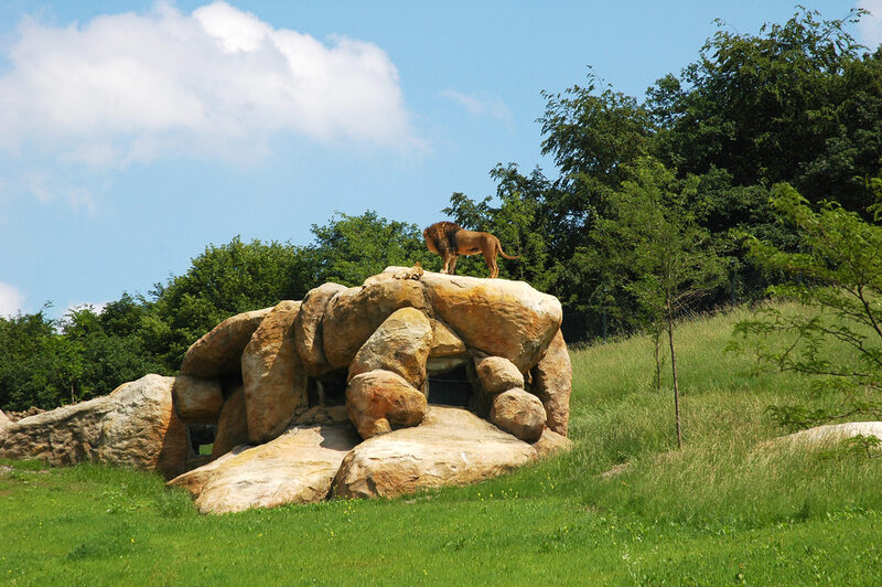 Löwenmännchen mit Mähne steht auf dem großen Felsen auf dem riesigen Außengelände