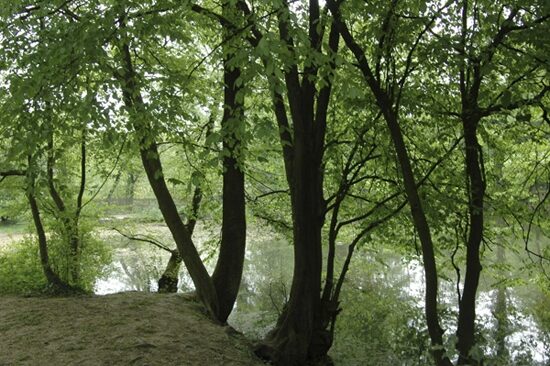Teich und Wald