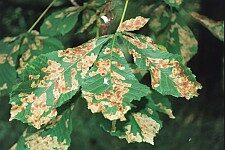 Durch Larvenfraß geschädigte Blätter einer Kastanie mit vielen braunen Stellen.