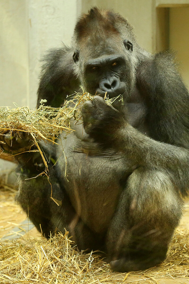 Gorilla Vimoto, Foto: Barbara Scheer