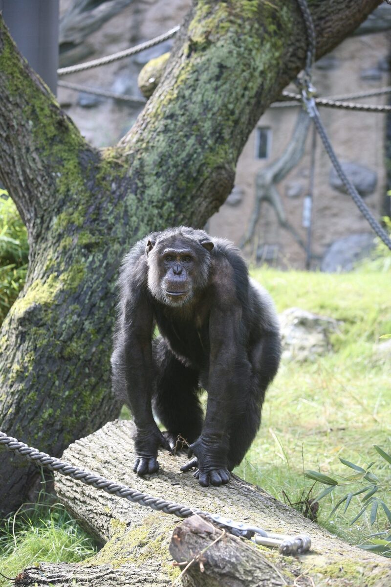 Schimpanse Epulu auf einem Baumstamm im Außengehege
