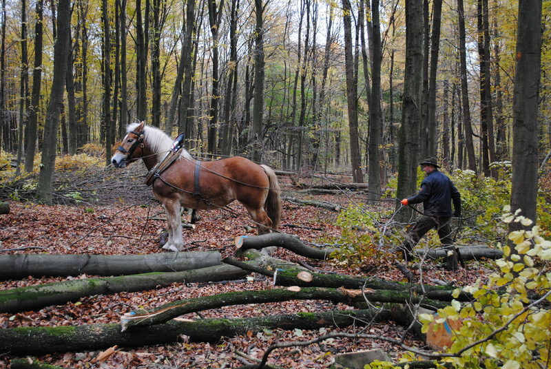 Ein Rückepferd zieht im Barmer Wald einen gefällten Baumstamm aus dem Unterholz.