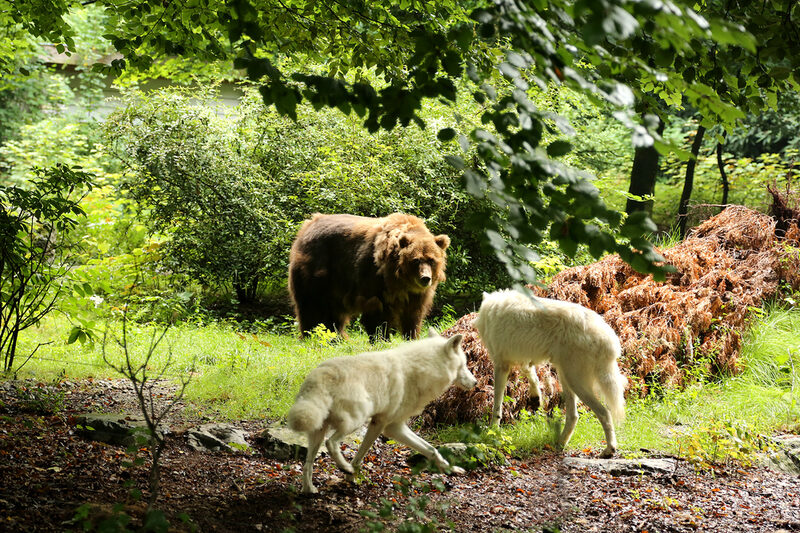 Wölfe und Bären, Foto: Barbara Scheer