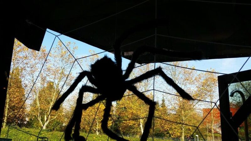 Eine große künstliche Spinne am Fenster zum Bad