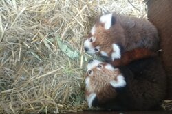 Rote Pandas kuscheln im Stroh