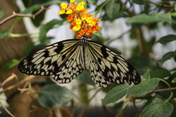 Ein Schmetterling, die Weiße Baumnymphe, wie sie in den Gewächshäusern zu sehen sein wird