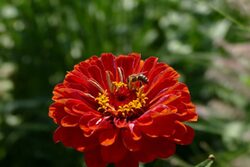 Eine Biene auf einer roten Blume