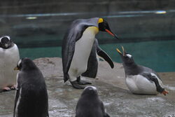 Pinguine haben Besuch aus Basel