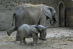 Elefantenmutter und ein junger Elefant