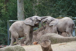 Elefanten legen sich gegenseitig Rüssel auf den Kopf