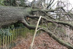 Ein umgestürzter Baum an einem Zaun