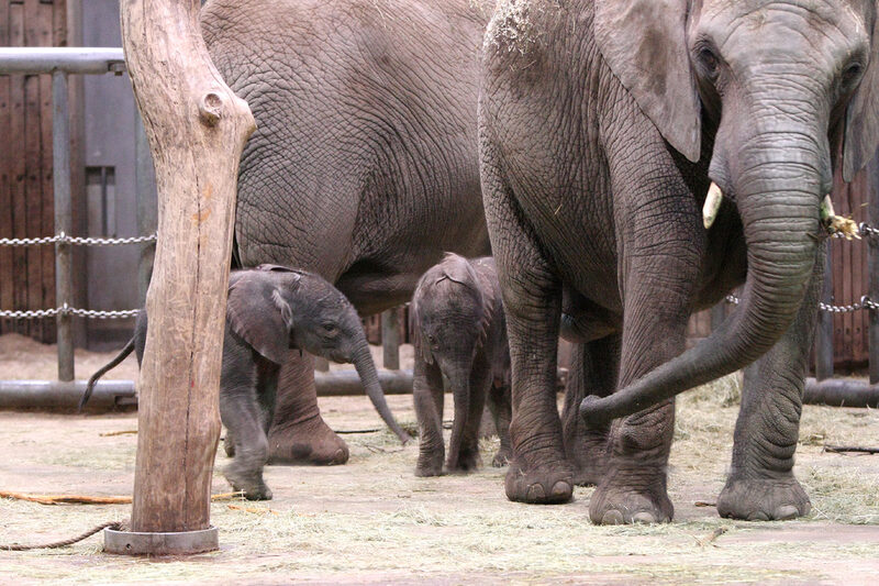 Elefanten mit zwei Jungtieren im Elefantenhaus