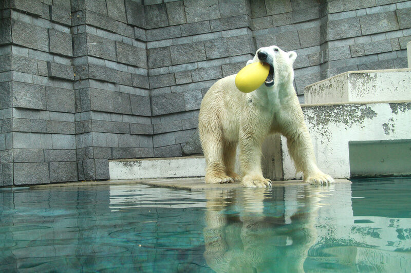 Eisbär mit gelbem Ball auf Podest, im Vordergrund das Schwimmbecken