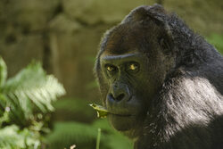 Gorilla blickt von rechts ins Bild, Grün im Hintergrund