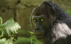 Gorilla blickt von rechts ins Bild, Grün im Hintergrund