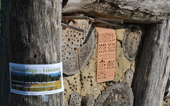Bild zeigt durchlöcherte Baumstämme im Biotop Eskesberg, in denen Wildbienen nisten