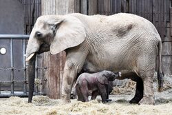 Der kleine Elefantenbulle Gus mit seiner Mutter Sabie
