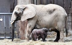Der kleine Elefantenbulle Gus mit seiner Mutter Sabie