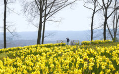 Blühende Narzissen im Nordpark, im Hintergrund der Sky Walk
