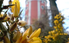 Blüten vor dem Elisenturm im Botanischen Garten