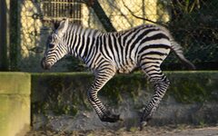 Hüpfendes junges Zebra
