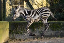 Hüpfendes junges Zebra