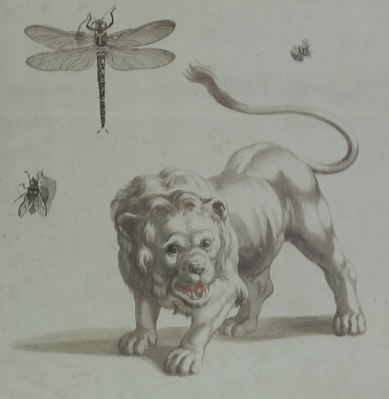 Ein Löwe in Mezzotinto-Technik von Peter Schenck