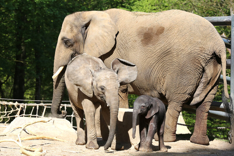 Elefantenbaby Gus mit Schwester und Mutter